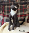 Noodle - Photo 1