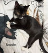 Noodle - Photo 3