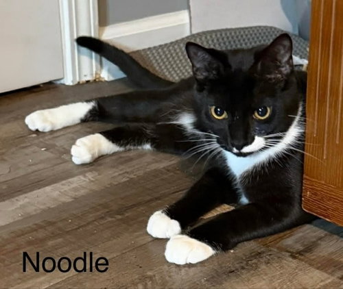 picture of the cat needing adoption