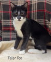 Tater Tot - Photo 2