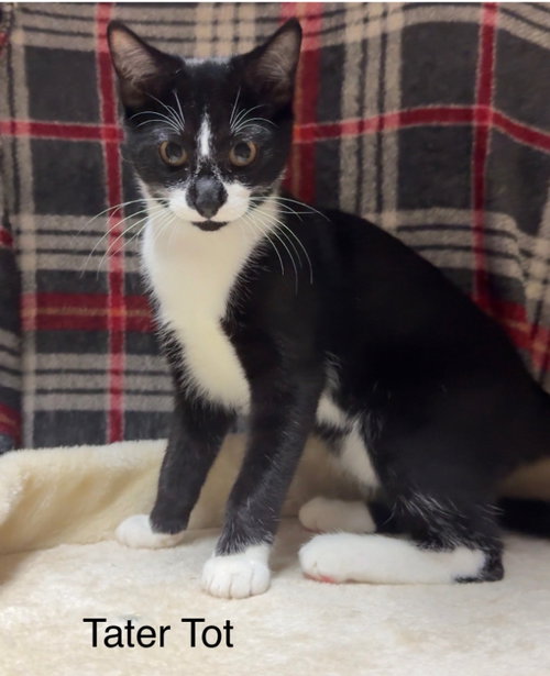 TATER TOT - Tuxedo available for adoption