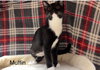 Tater Tot - Photo 4