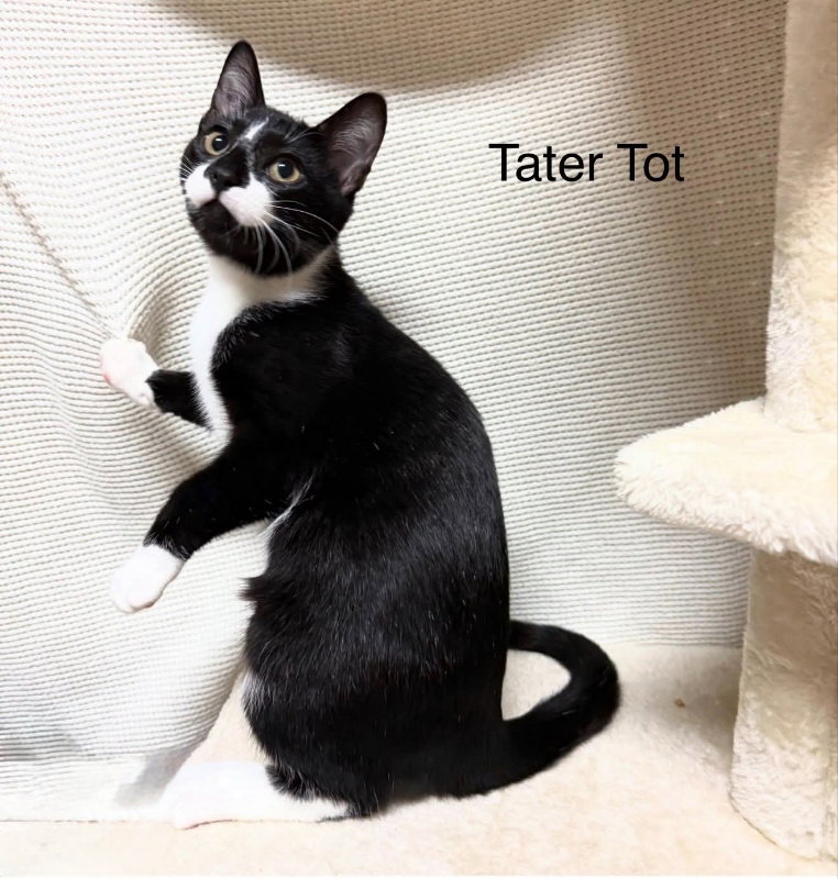 Tater Tot