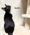 Muffin - Photo 5