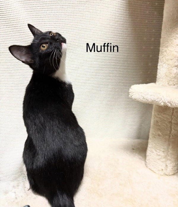 Muffin
