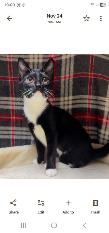MUFFIN - Tuxedo available for adoption
