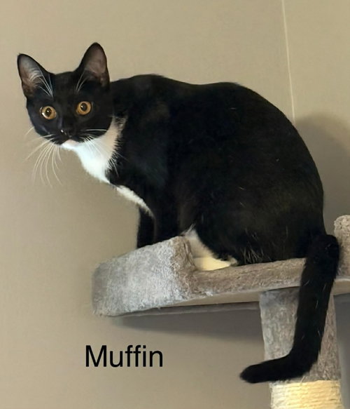 picture of the cat needing adoption