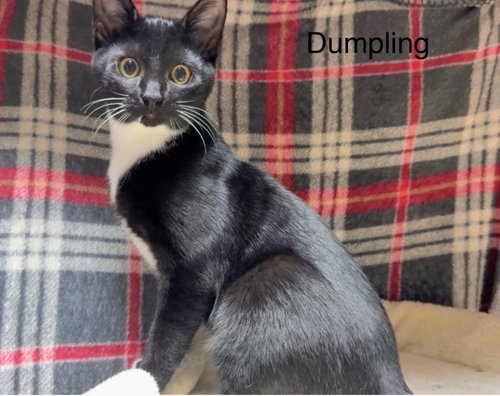 DUMPLIN - Tuxedo available for adoption