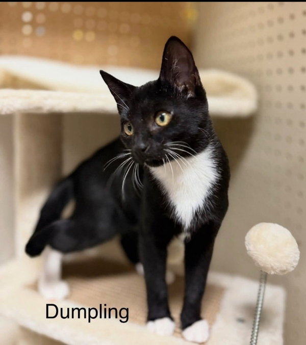 Dumplin