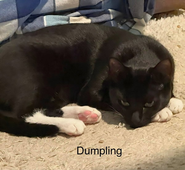 Dumplin