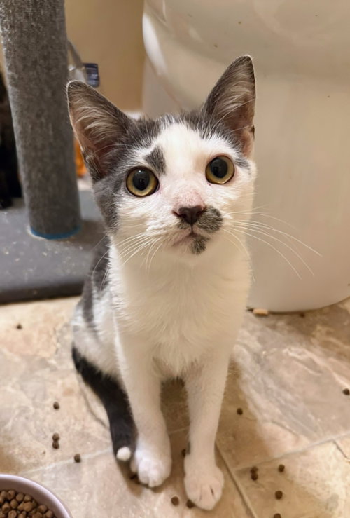 BENNETT - Domestic Short Hair available for adoption
