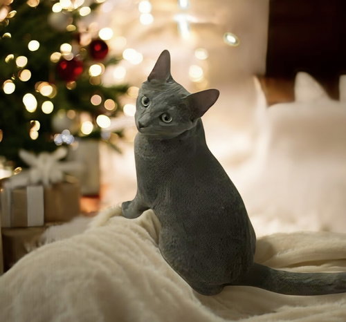 picture of the cat needing adoption