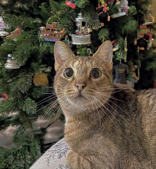 SUMMER - Torbie available for adoption