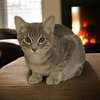 Pebbles - Photo 3