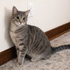Pebbles - Photo 2