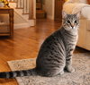 Pebbles - Photo 1