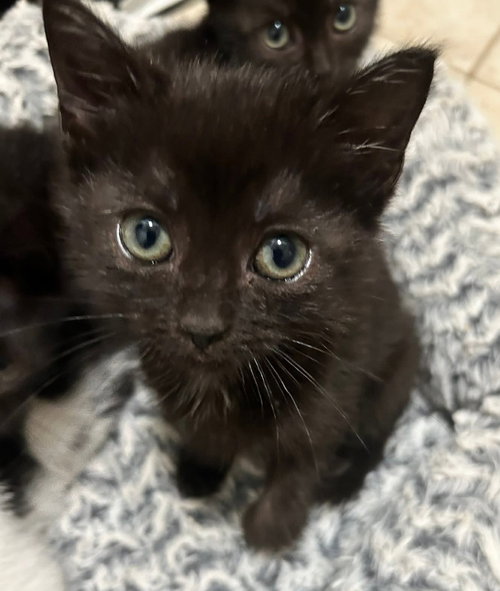 CANDY CORN - Domestic Short Hair / Bombay available for adoption