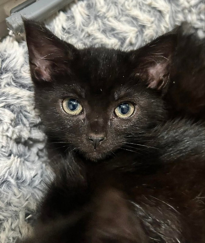 Jellybean