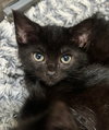 Jellybean - Photo 1