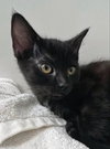 Jellybean - Photo 3