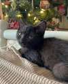 Jellybean - Photo 2