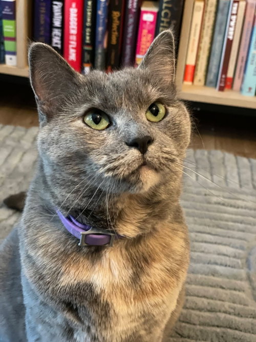 picture of the cat needing adoption