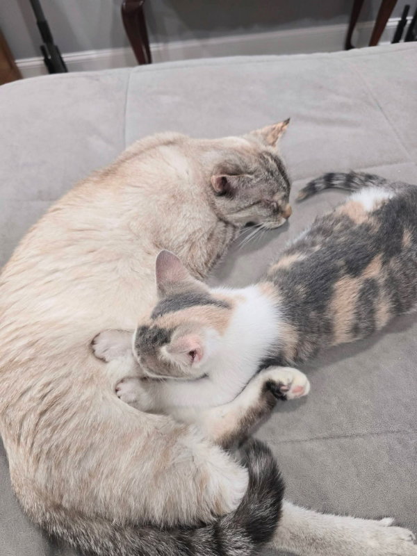Mama Butterball and Cinnabon