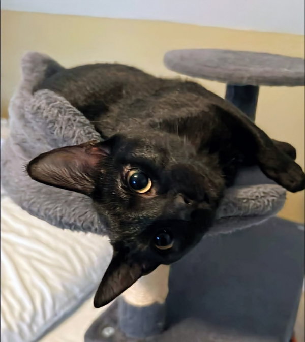 Biscotti