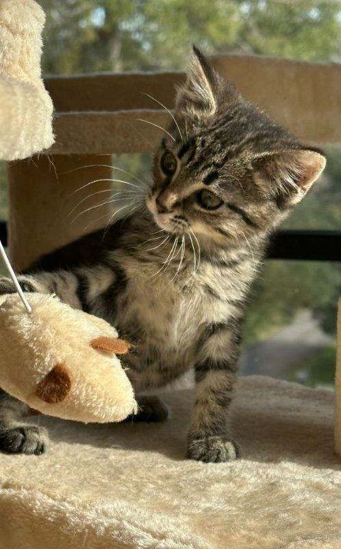 picture of the cat needing adoption