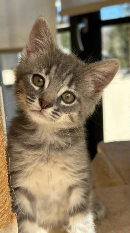 picture of the cat needing adoption