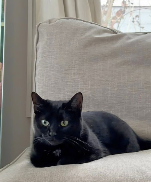 picture of the cat needing adoption