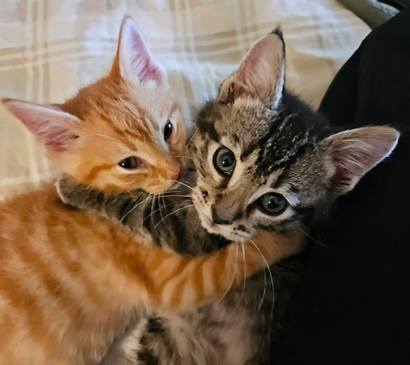 Henry and Charlie