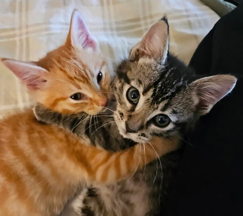 picture of the cat needing adoption
