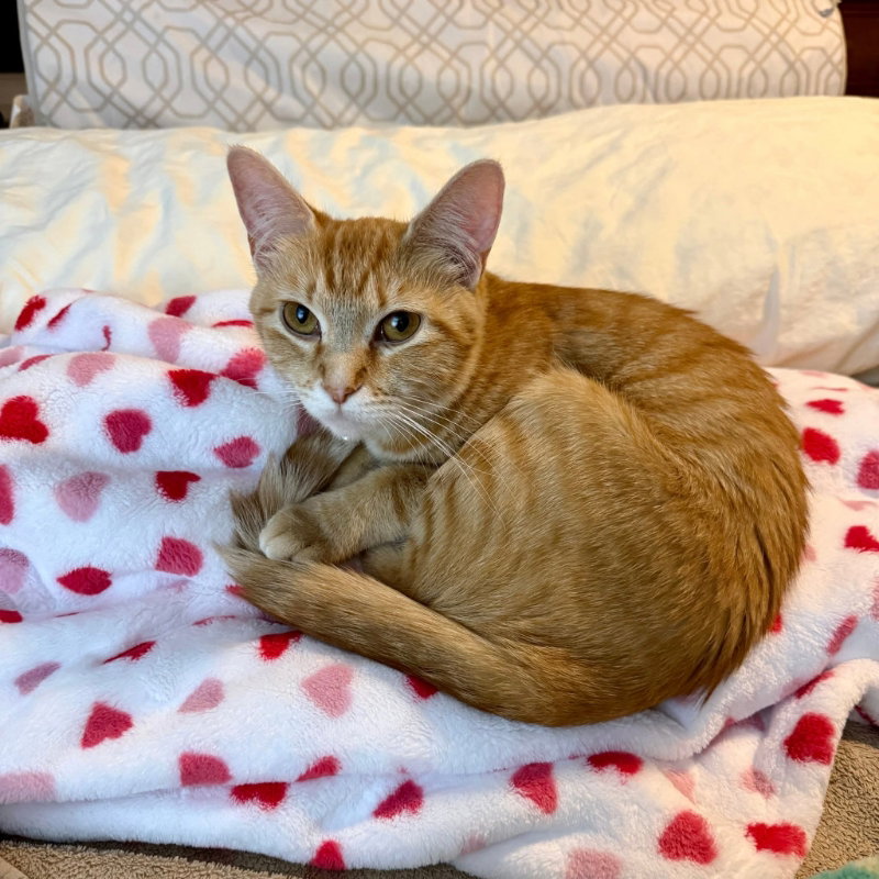 Dutchess Image