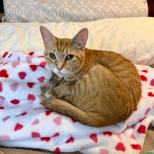 DUTCHESS - Tabby available for adoption