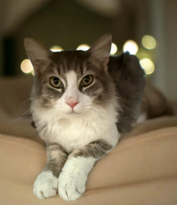 Mr Fluffy Paws Image