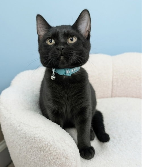 SQISHMELLOW - Bombay / Domestic Short Hair available for adoption