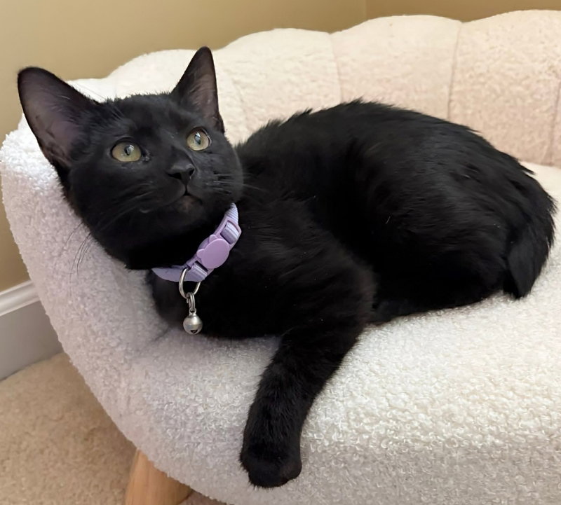 Sabel ( Bobtail!) Image