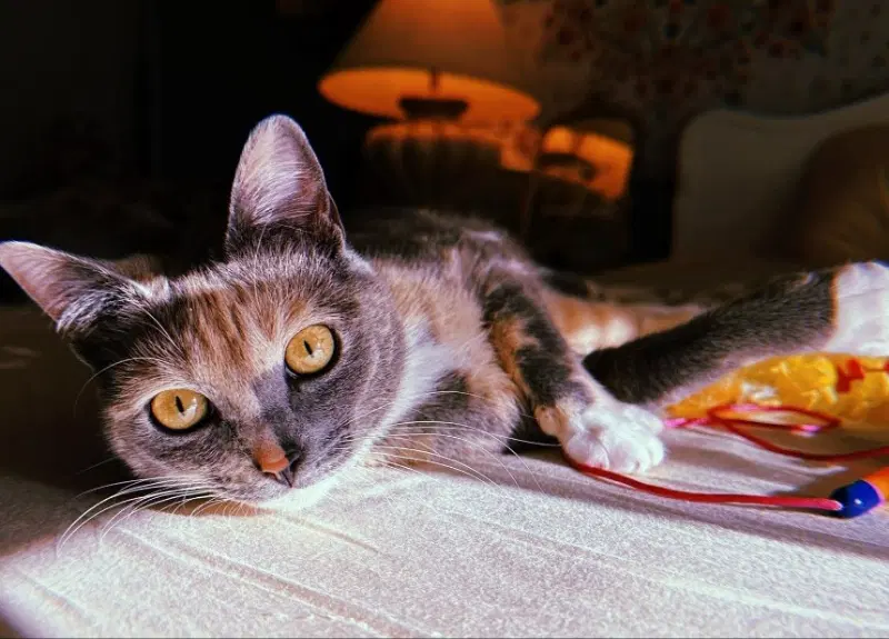 Opal - diluted tortie