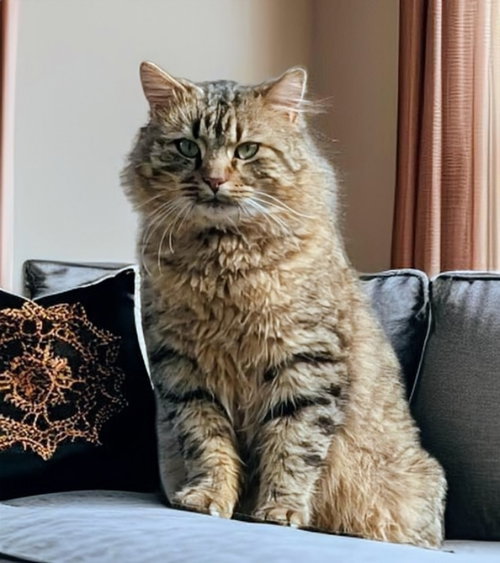 picture of the cat needing adoption
