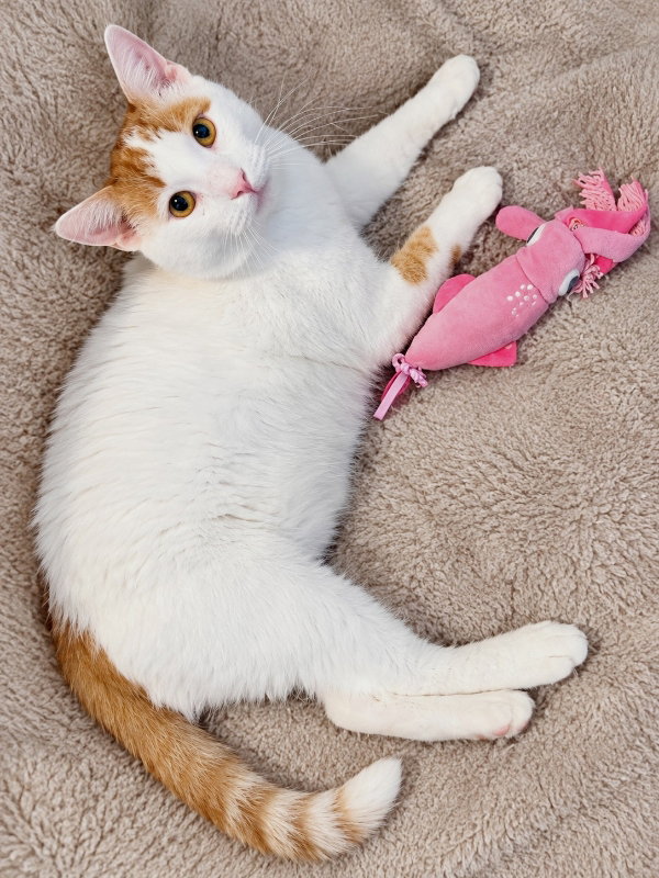 Taylor FIV+, photo 3