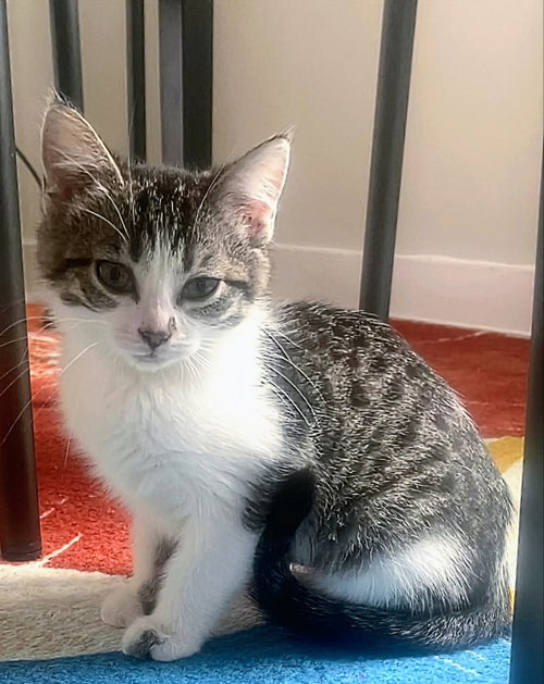 picture of the cat needing adoption