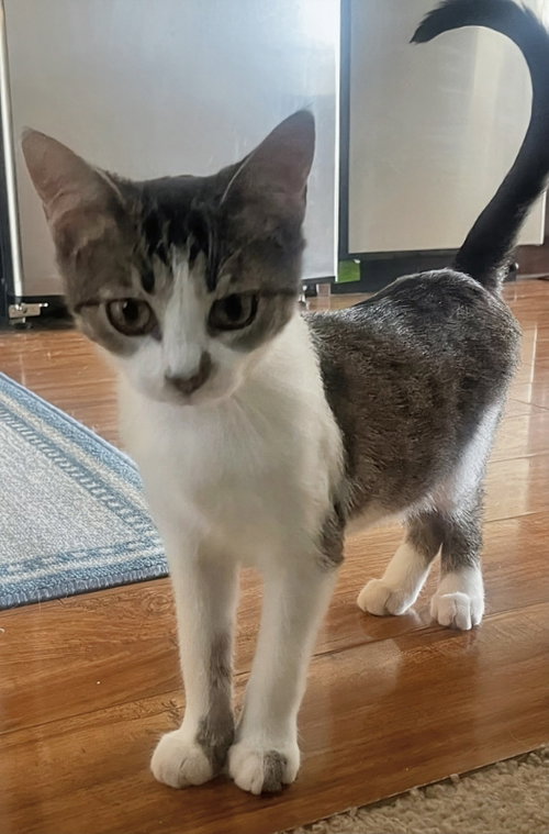 Bug, an adoptable Domestic Short Hair in knoxville, TN