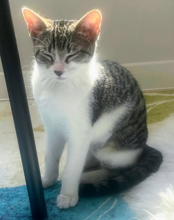 Lila