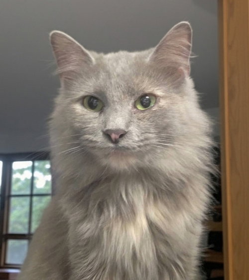 picture of the cat needing adoption