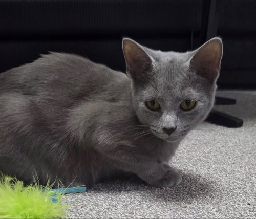 Cinder- Ella, an adoptable Russian Blue in knoxville, TN