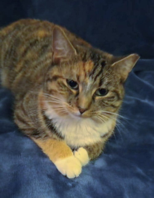 picture of the cat needing adoption