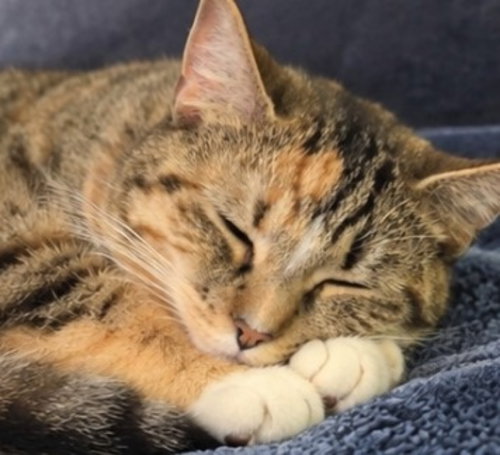 Photo 5 of Honey ( Bobtail)