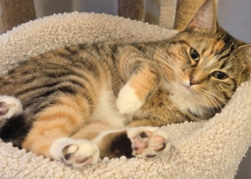 Photo 2 of Honey ( Bobtail)
