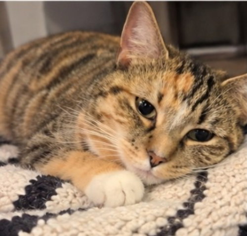 Honey ( Bobtail), a cat for adoption from Happy Paws Kitten Rescue